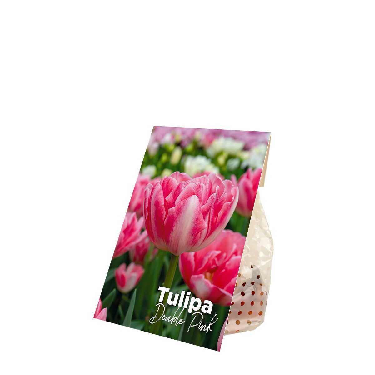 20 bulbes de tulipes doubles roses