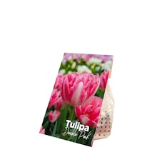 20 bulbes de tulipes doubles roses