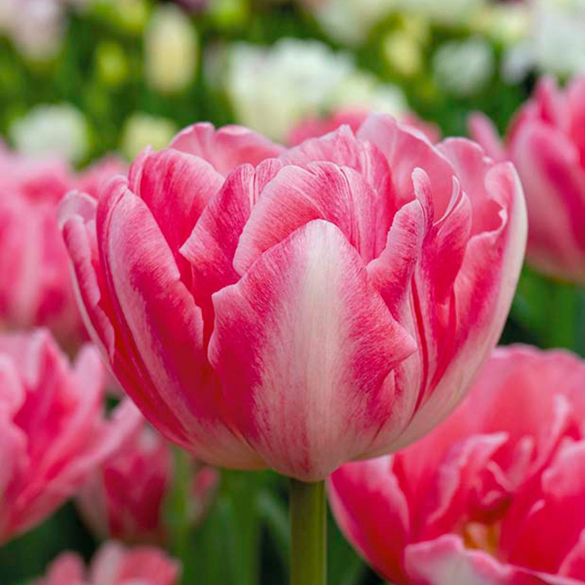 20 bolbos duplos de tulipas cor-de-rosa