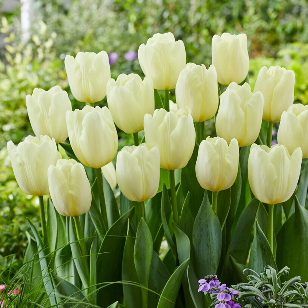 20 bolbos de tulipas brancas