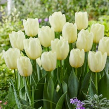 20 bulbes de tulipes blanches