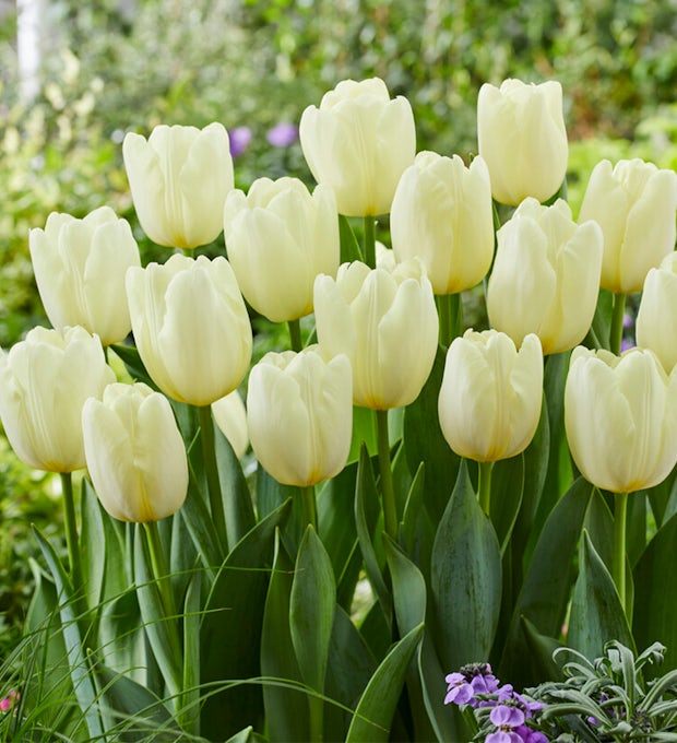 20 white tulip bulbs