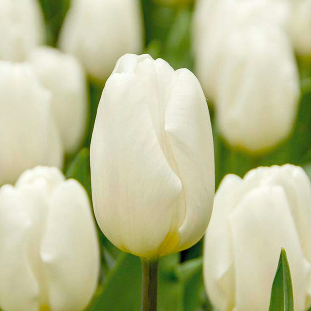 20 white tulip bulbs