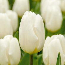 20 bulbes de tulipes blanches