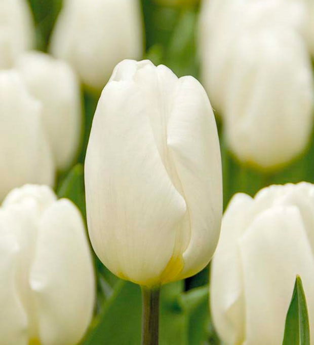 20 bolbos de tulipas brancas