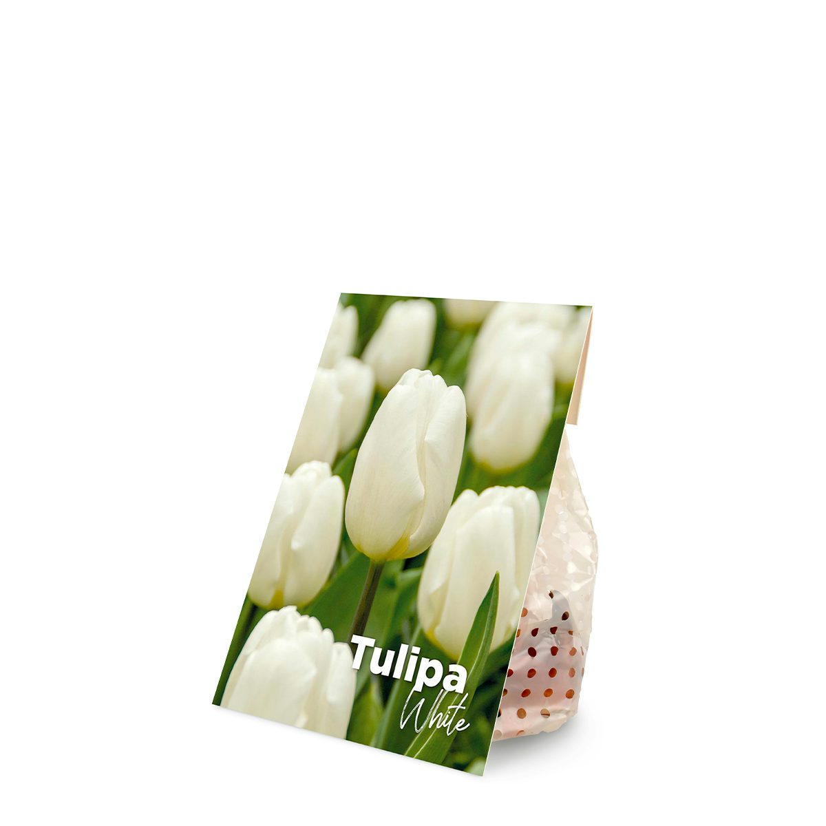 20 cibulek bílých tulipánů