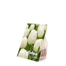 20 bulbi di tulipano bianco