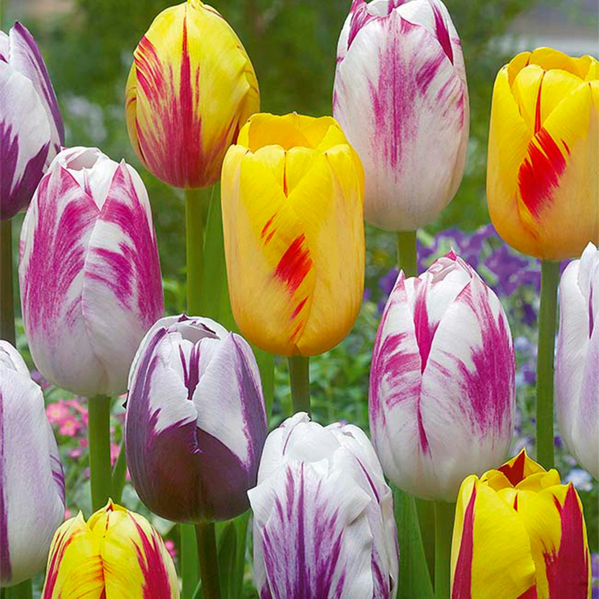 20 bolbos de tulipas Rembrandt Mix