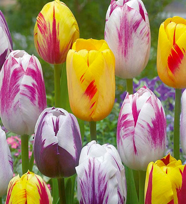 20 bolbos de tulipas Rembrandt Mix