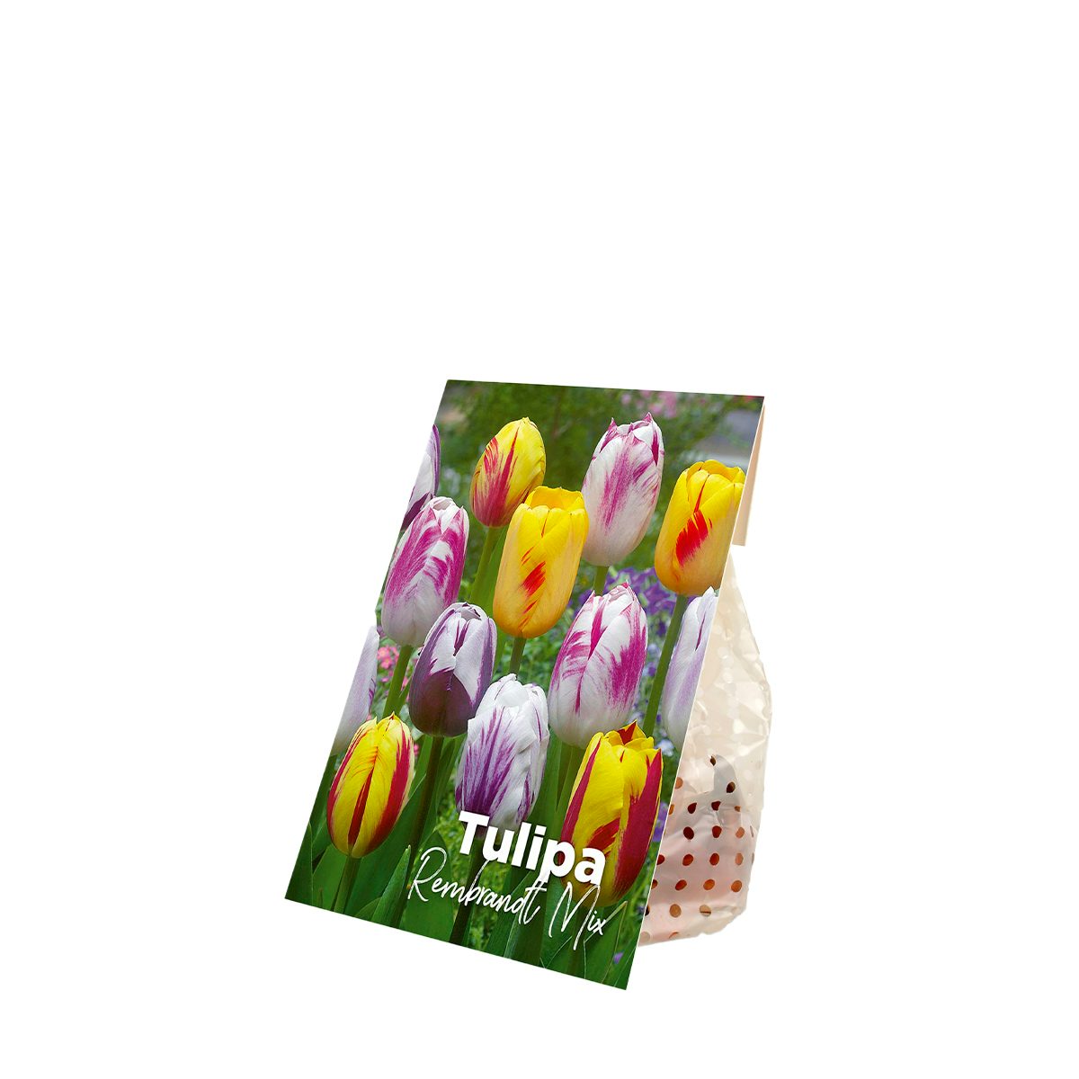 20 bolbos de tulipas Rembrandt Mix