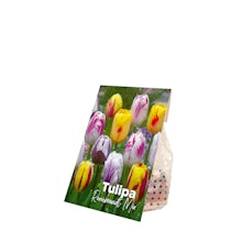 20 bulbes de tulipes Rembrandt Mix