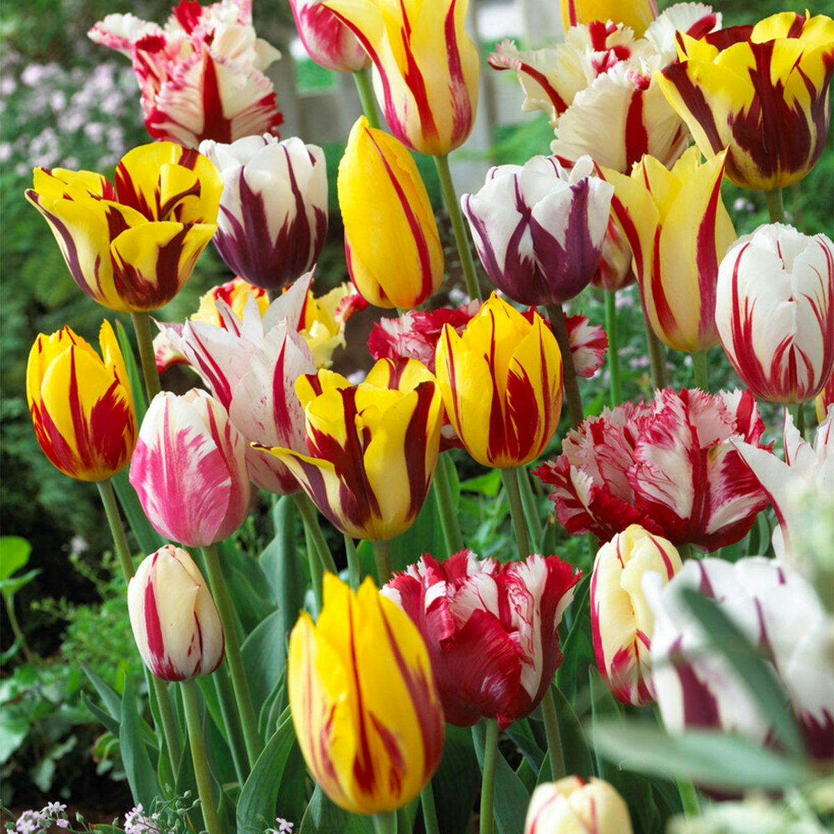 20 Bulbos de Tulipanes Rembrandt Mix