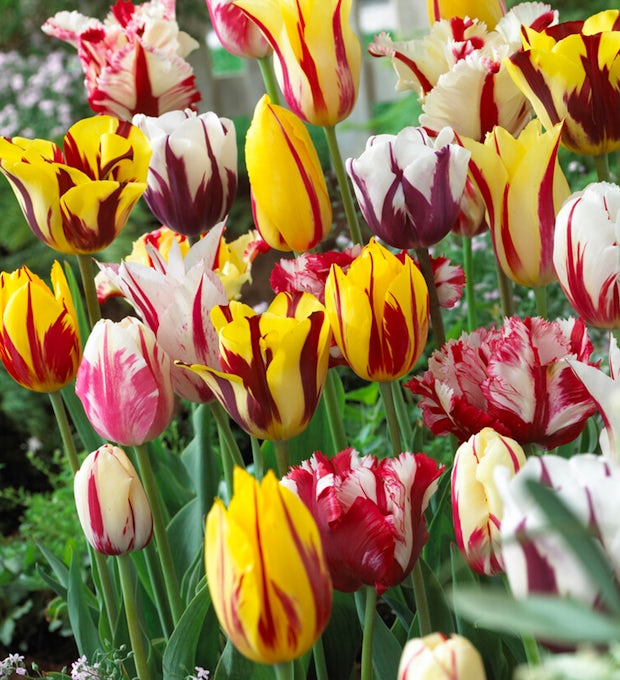 20 bolbos de tulipas Rembrandt Mix