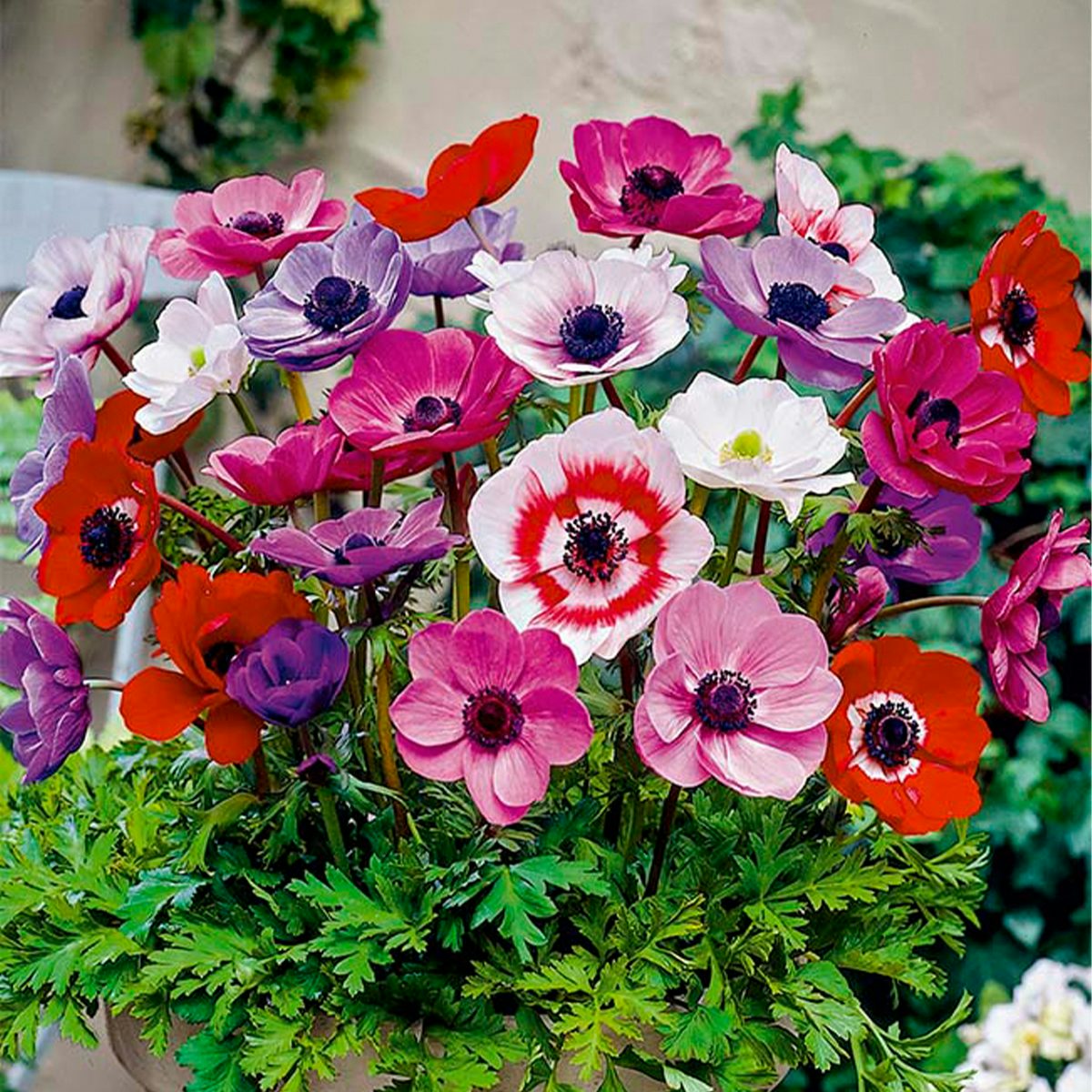 50 Bulbs of Anemone De Caen Mix