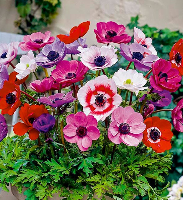 50 Bulbs of Anemone De Caen Mix