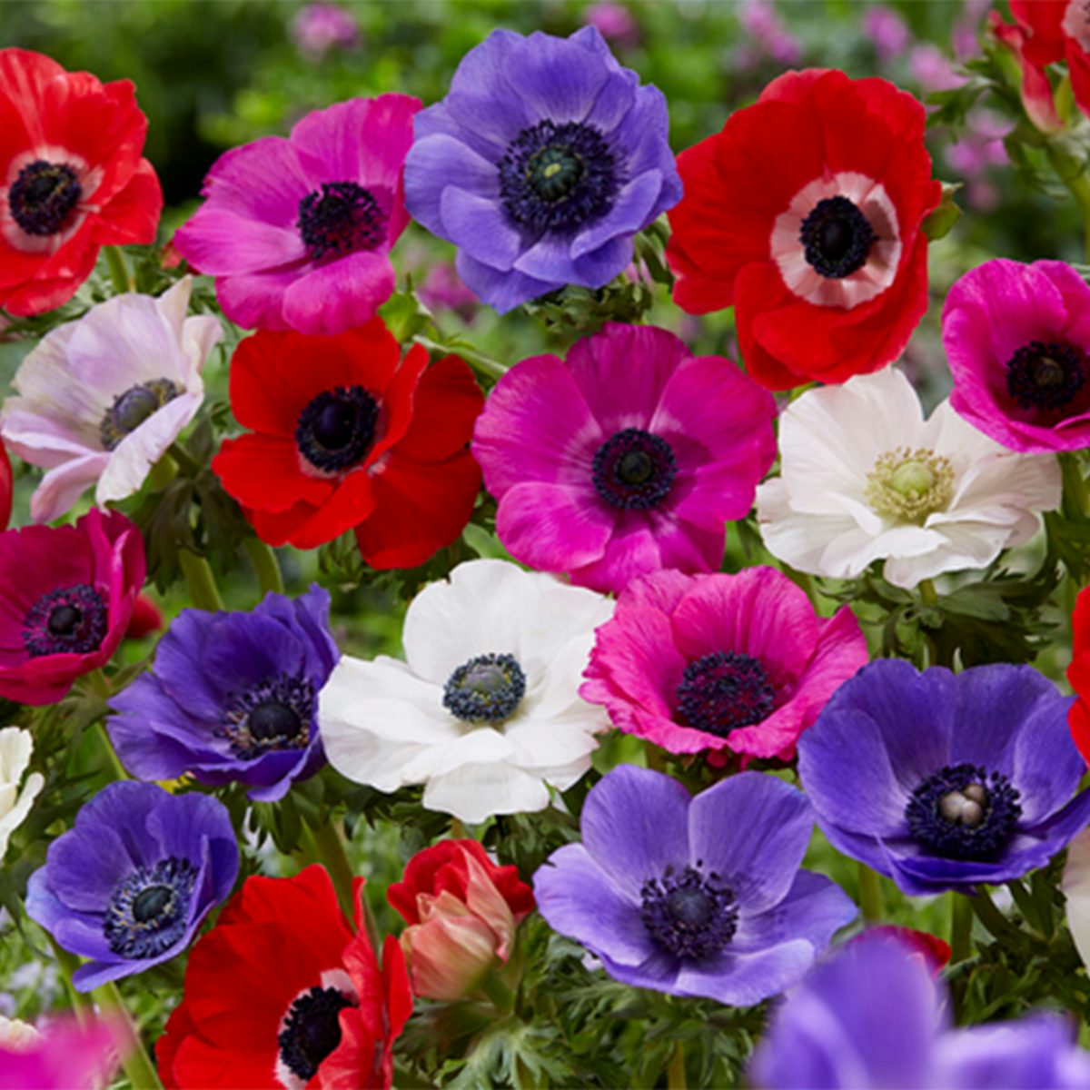 50 bulbi di Anemone De Caen Mix