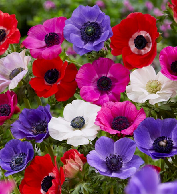 50 bulbi di Anemone De Caen Mix