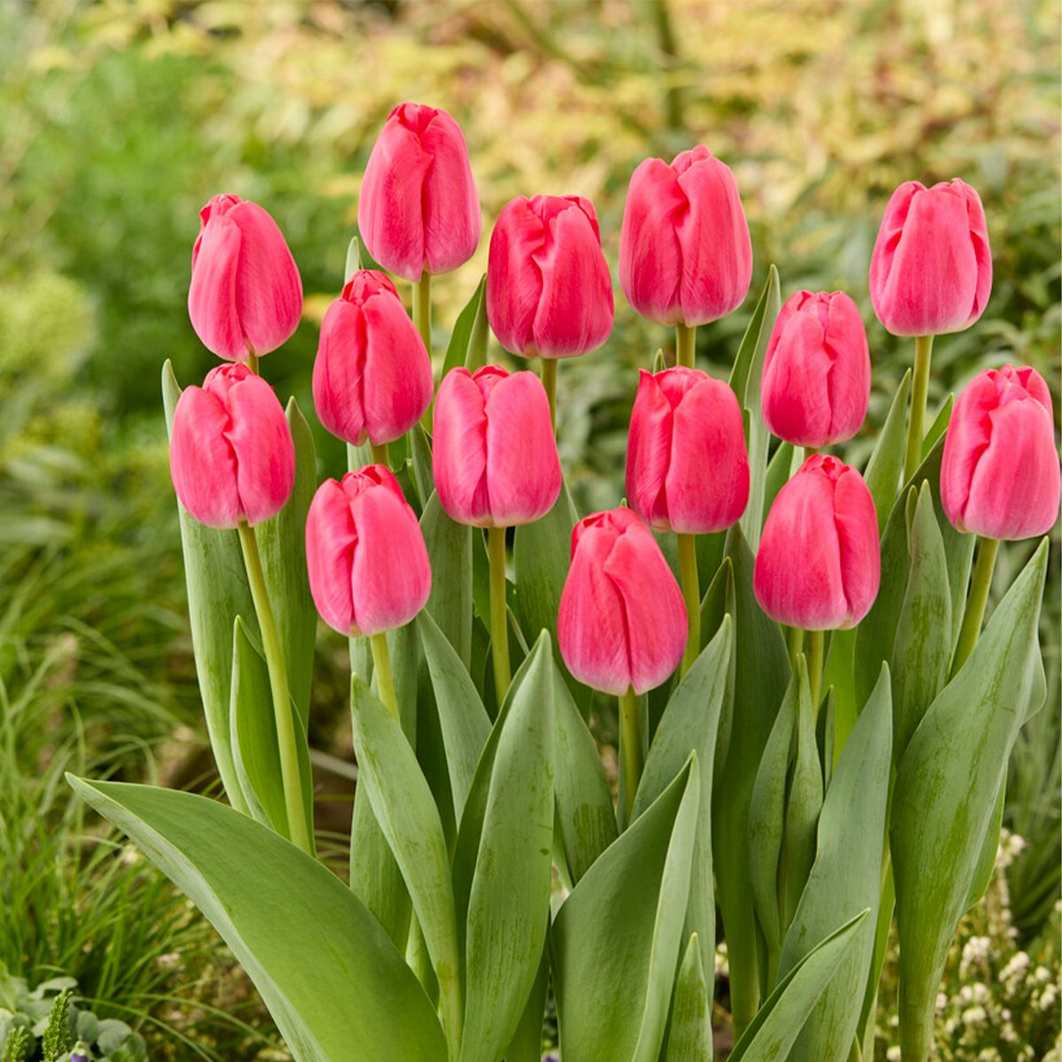 20 Bulbi di tulipano rosa