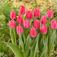 20 Bulbos de Tulipanes rosas