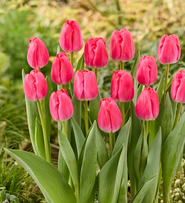 20 bolbos de tulipas cor-de-rosa