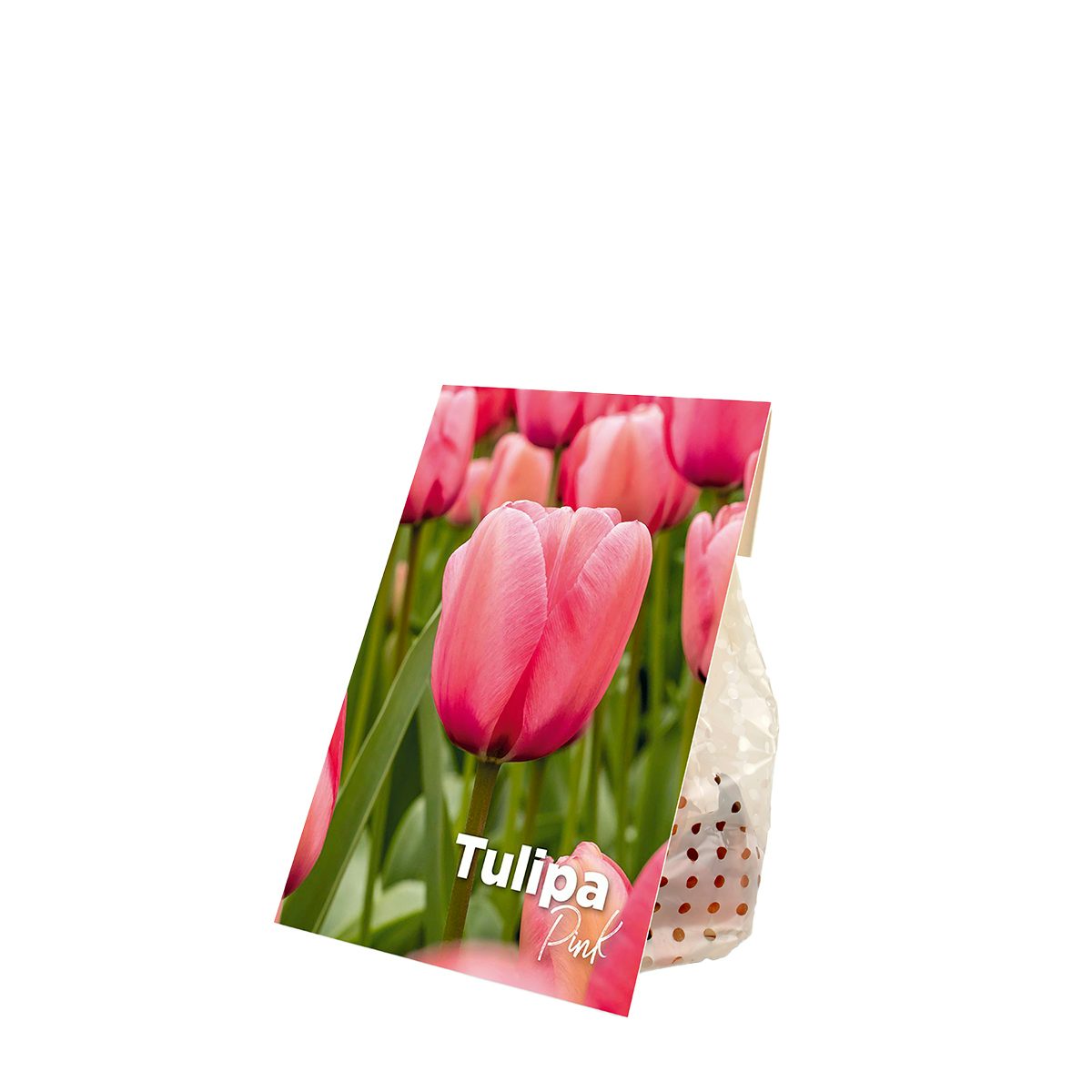 20 růžových tulipánových cibulí