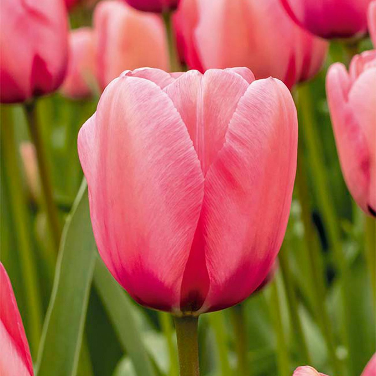 20 Roze tulpenbollen