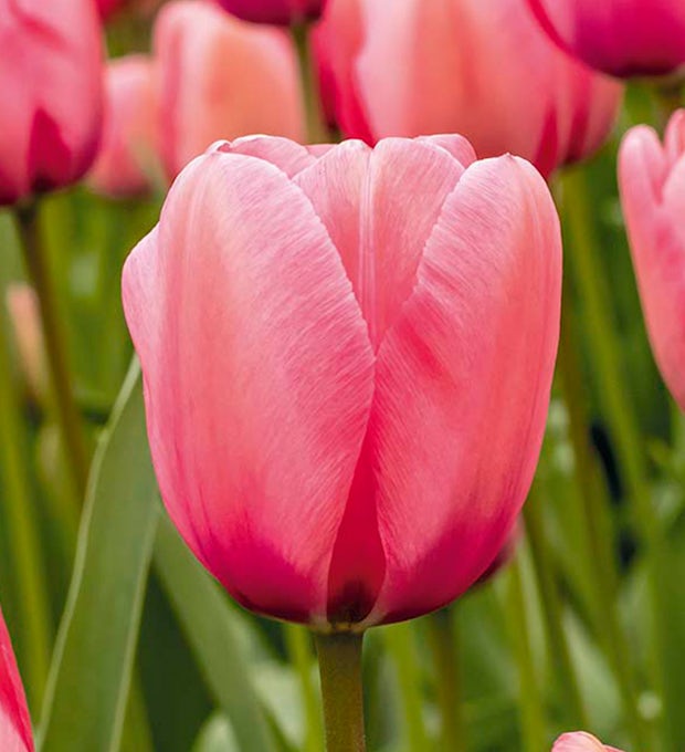 20 bolbos de tulipas cor-de-rosa