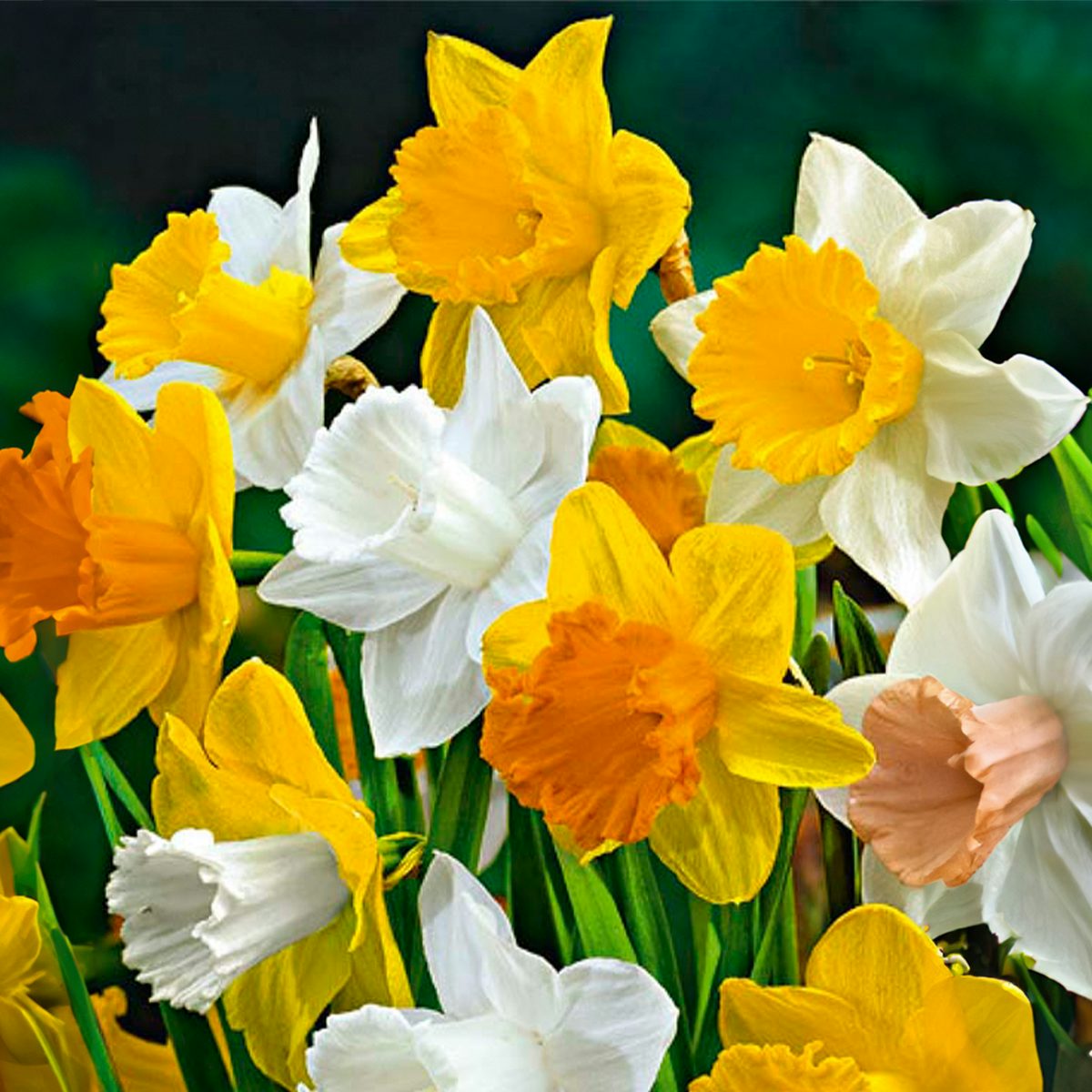 10 bolbos de Narciso Mistura de flores grandes