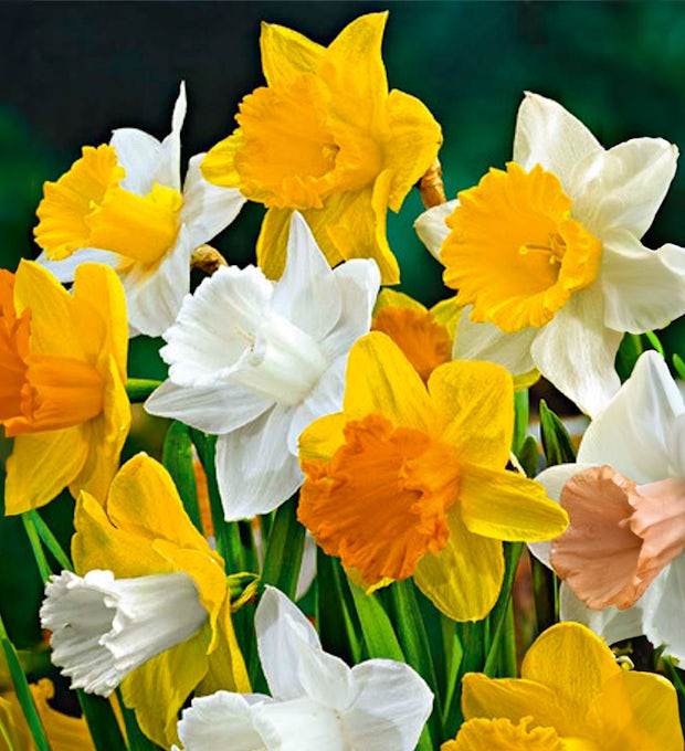 10 løg af Narcissus storblomstrende blanding