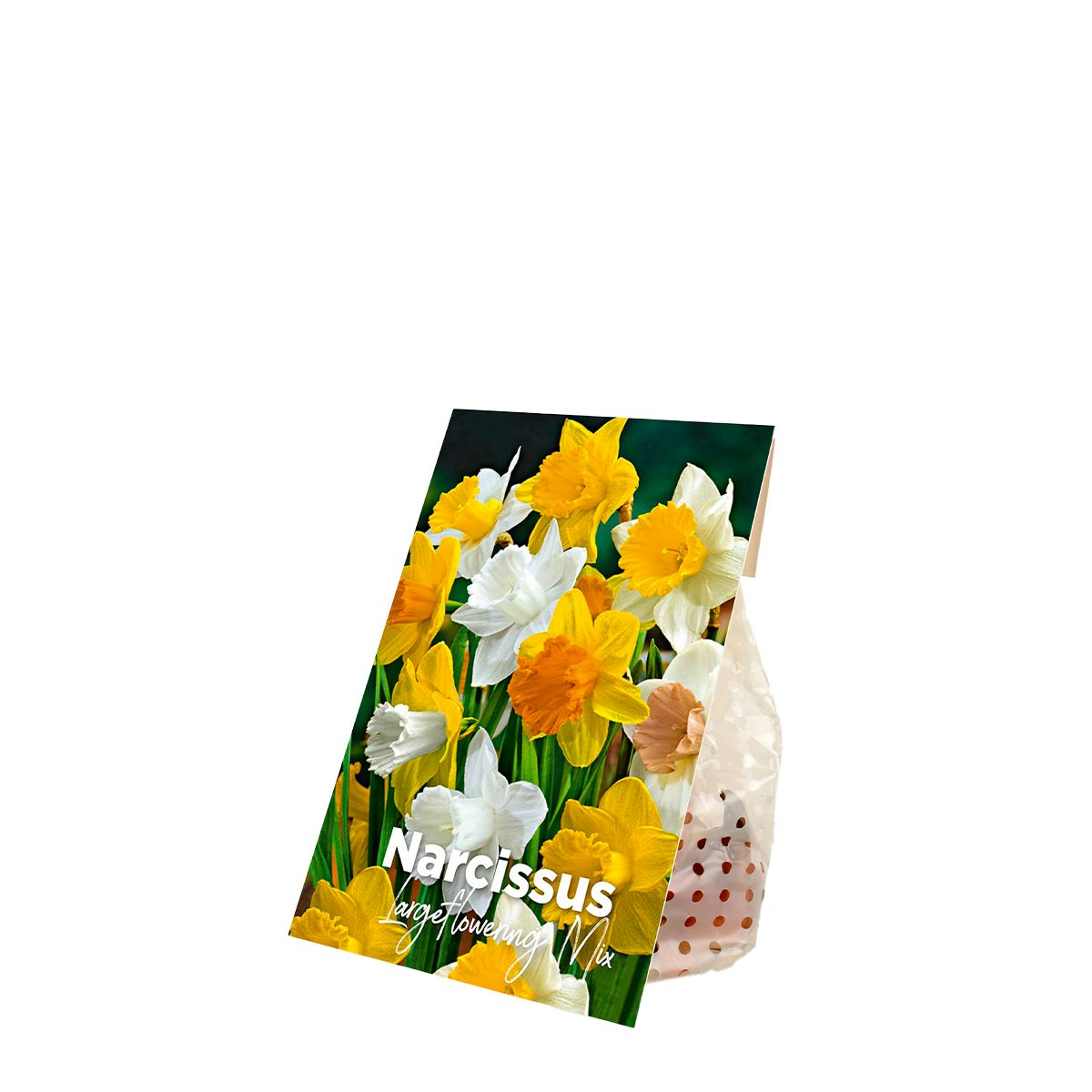 10 bulbi di Narciso a fiore grande