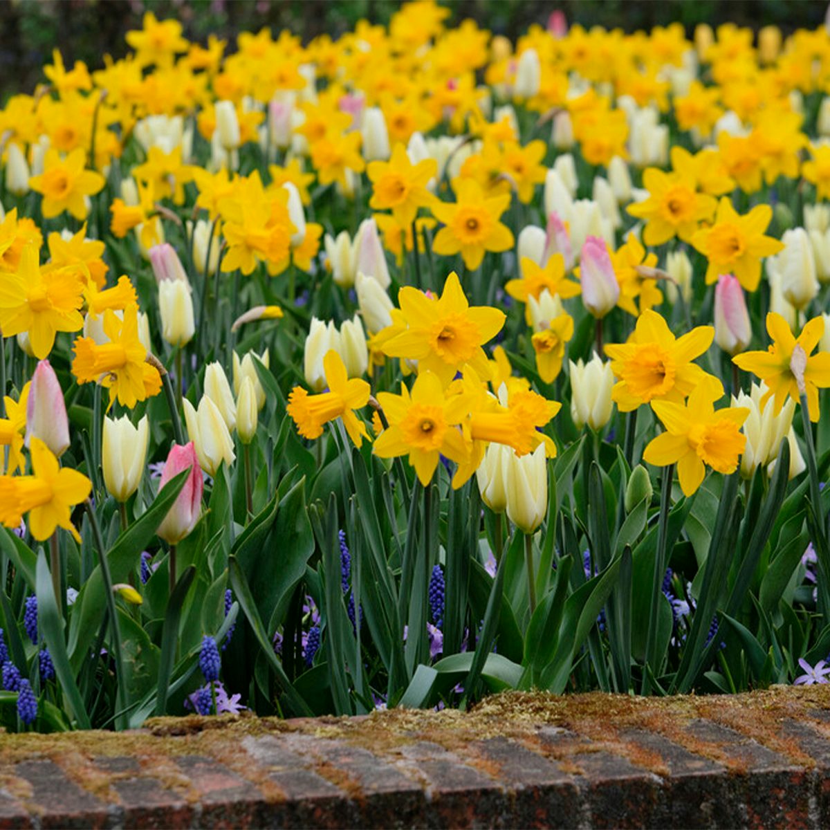 10 bolbos de Narciso Mistura de flores grandes