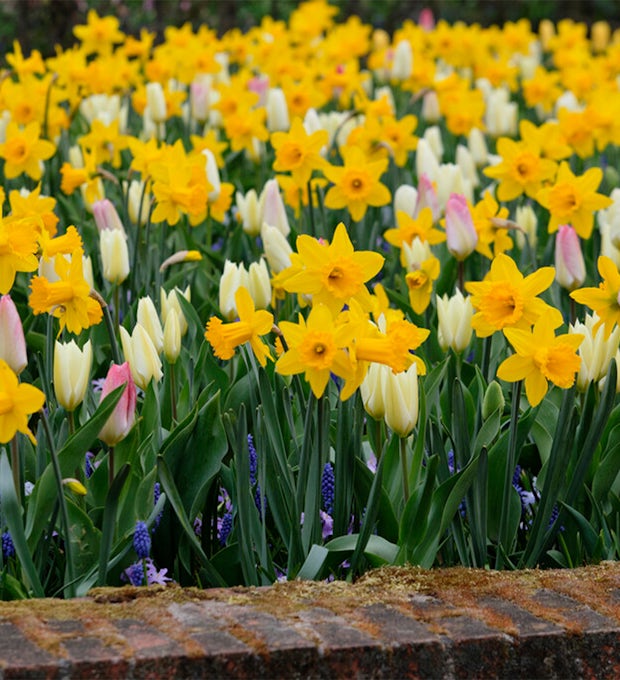 10 lökar av Narcissus storblommig blandning