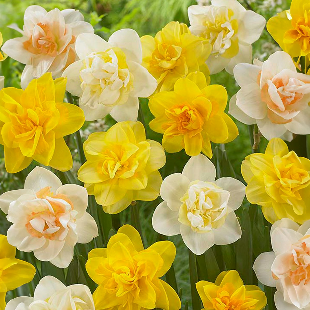 150 lökar av Narcissus Double Mix