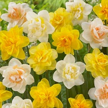 150 lökar av Narcissus Double Mix