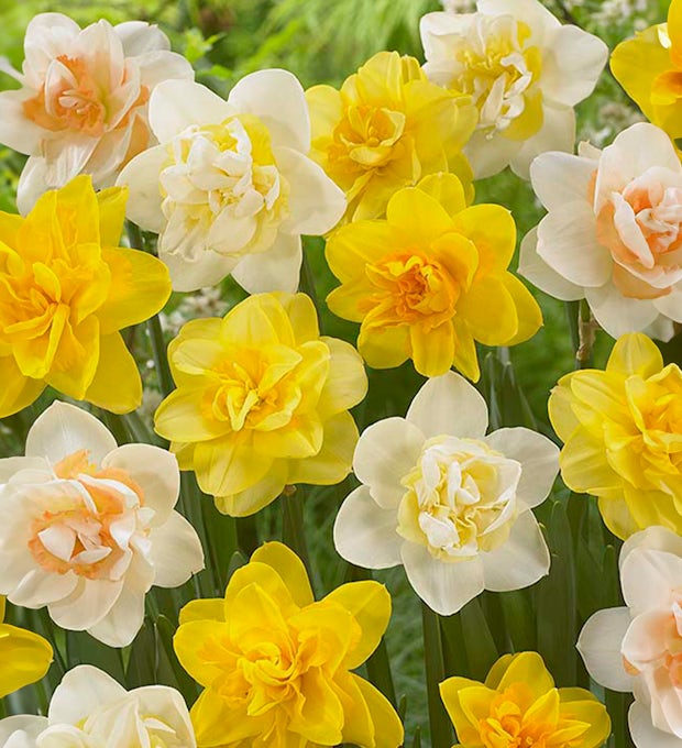 150 lökar av Narcissus Double Mix