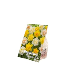 150 lökar av Narcissus Double Mix