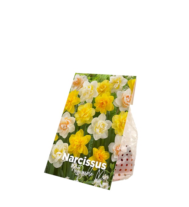 150 Bulbs of Narcissus Double Mix