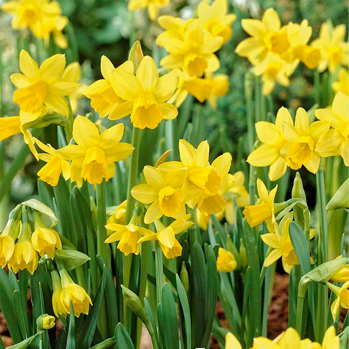 25 bolbos de Narciso Tete a Tete