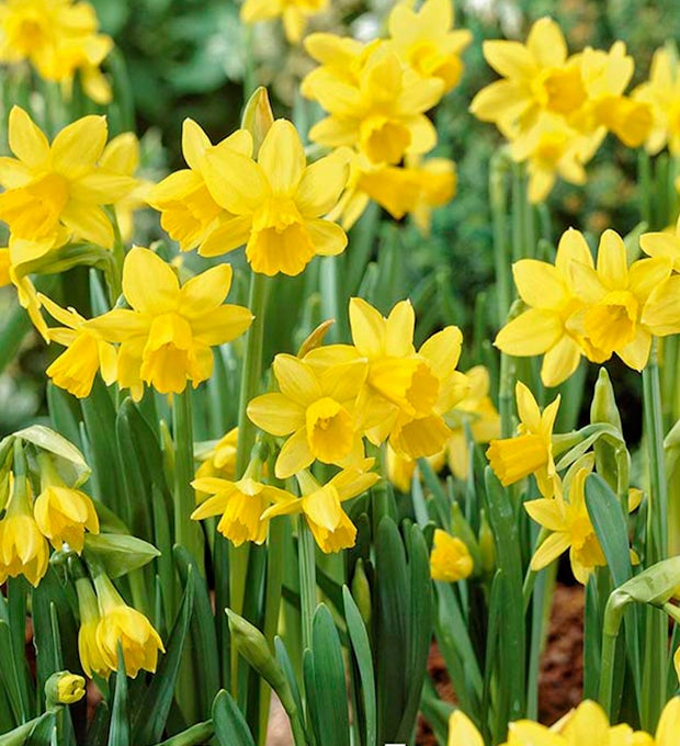 25 Narcissus bulbs Tete a Tete