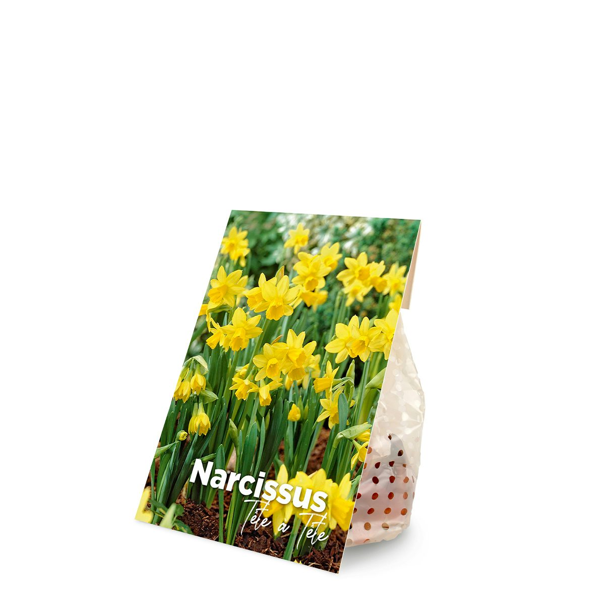 25 Narcissus bulbs Tete a Tete