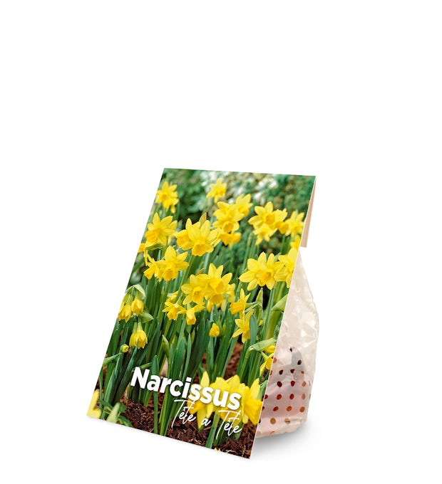 25 Narcissus-løg Tete a Tete