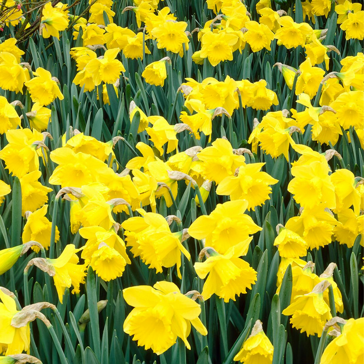 25 bolbos de Narciso Tete a Tete