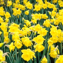 25 Narcissus bulbs Tete a Tete