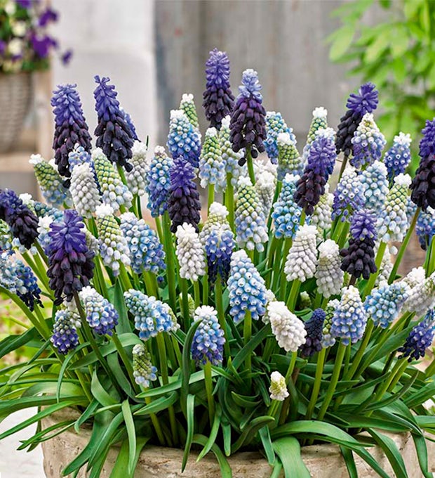 50 Zwiebeln Muscari Mix