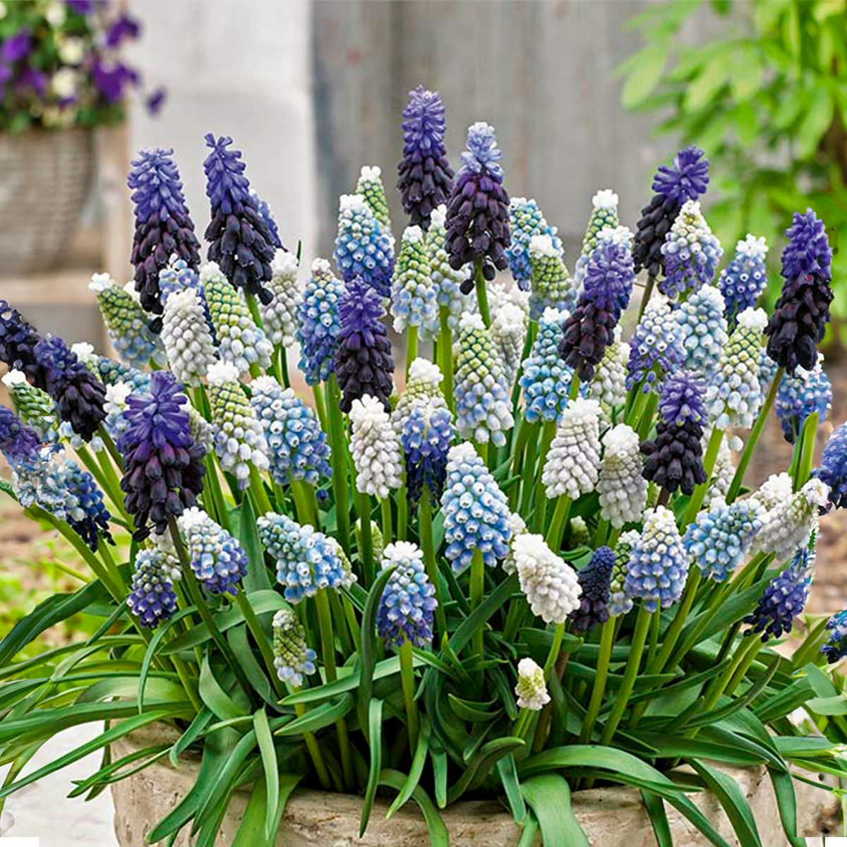 50 lökar av Muscari Mix