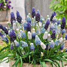 50 Bulbs of Muscari Mix related pic