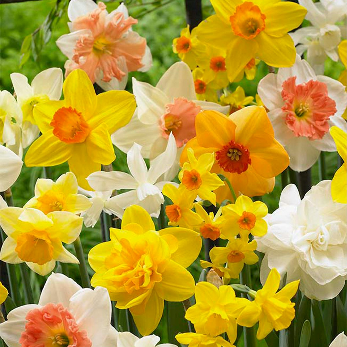 15 Bulbos de Narcissus All Spring Mix