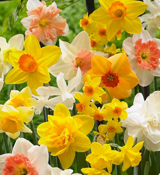 15 bulbes de Narcisse Mélange de printemps