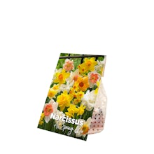 15 løg af Narcissus All Spring Mix