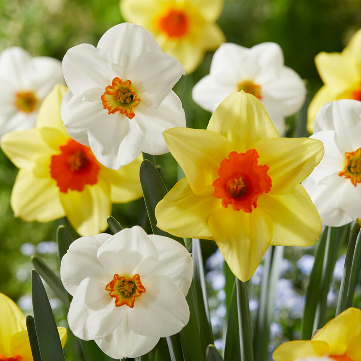 15 Bulbos de Narcissus All Spring Mix